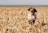 SETTER ANGLAIS 105